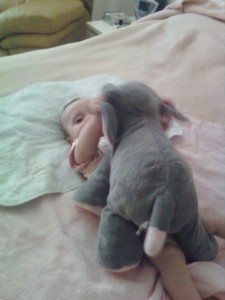 Elephant attacking