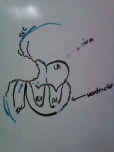 Surgen's drawing