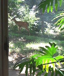 Fawn outside our basement window