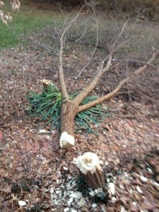 I cannot tell a lie - I cut down this tree