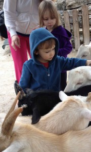 Petting goats