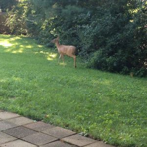 Our deer friends visited regularly during the summer